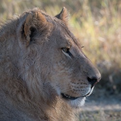 Botswana Zimbabwe