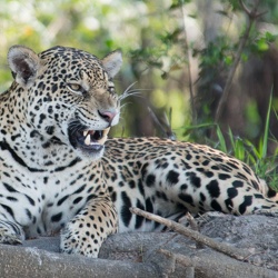 Brésil Pantanal