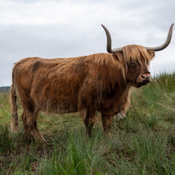 Ecosse 2