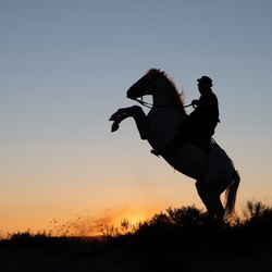 Camargue