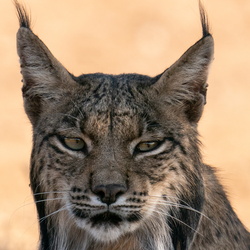 Espagne Lynx