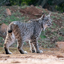 Espagne Lynx 2